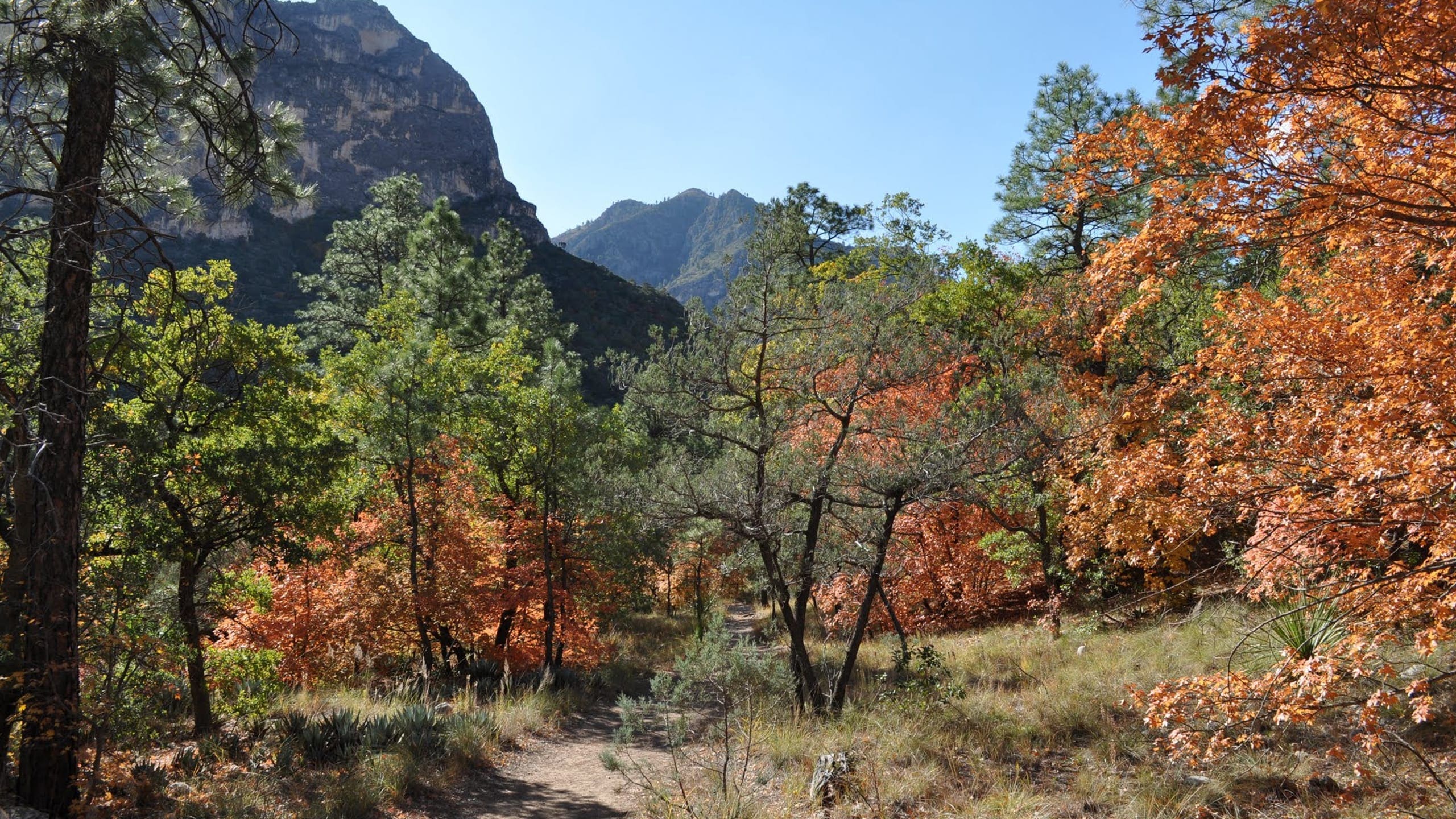 South McKittrick Canyon