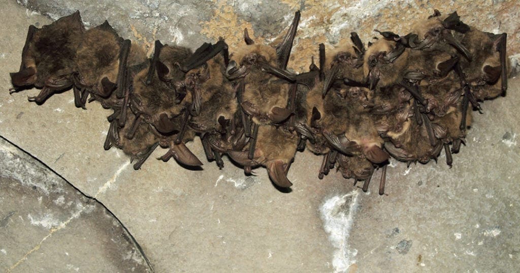 A small colony of Townsend's Big Eared bats in Lava Beds National Monument.