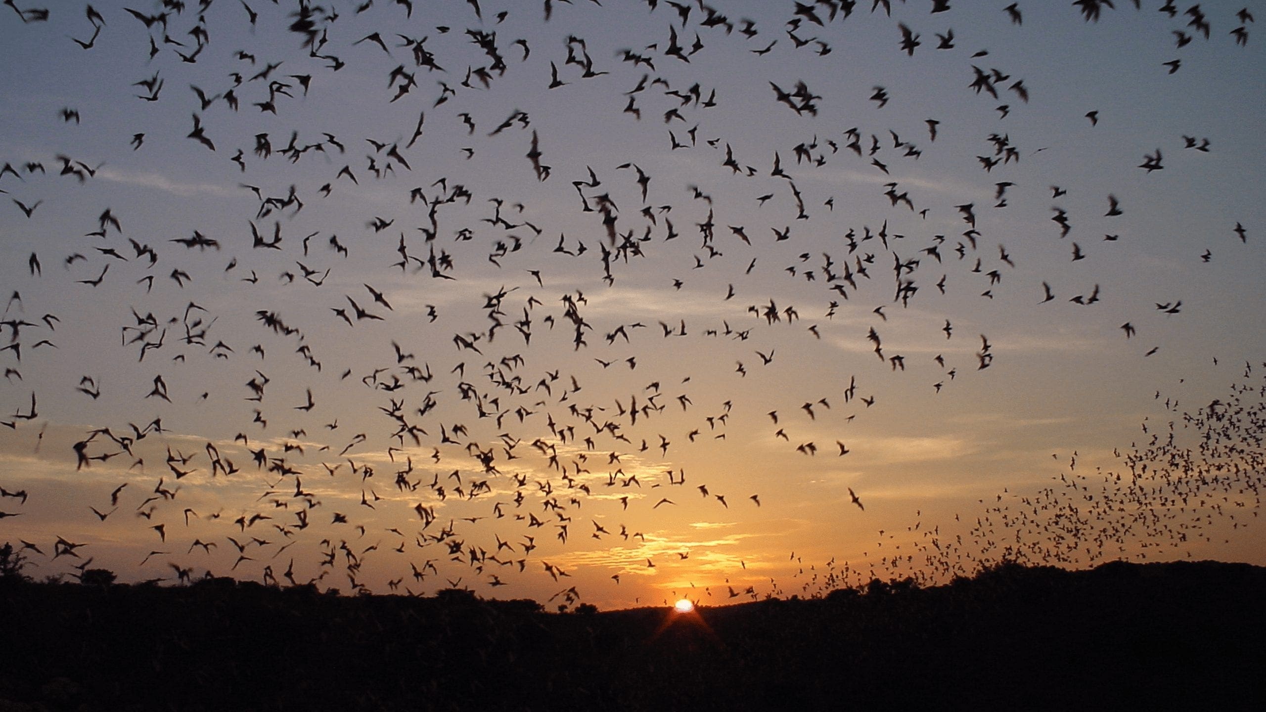 The Batty Parks with Bats!