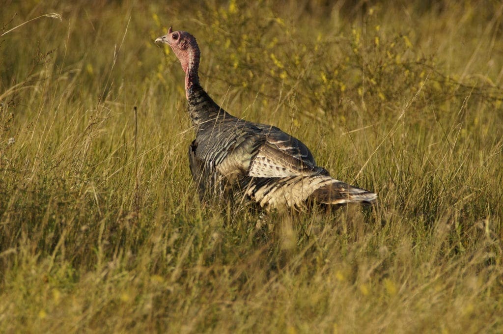 Wild Turkeys of the National Parks 7 A wild turkey in the prairie grassland