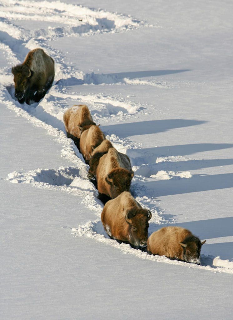 Winter in the Parks 13 Six bison are walking in a trail made in deep snow.