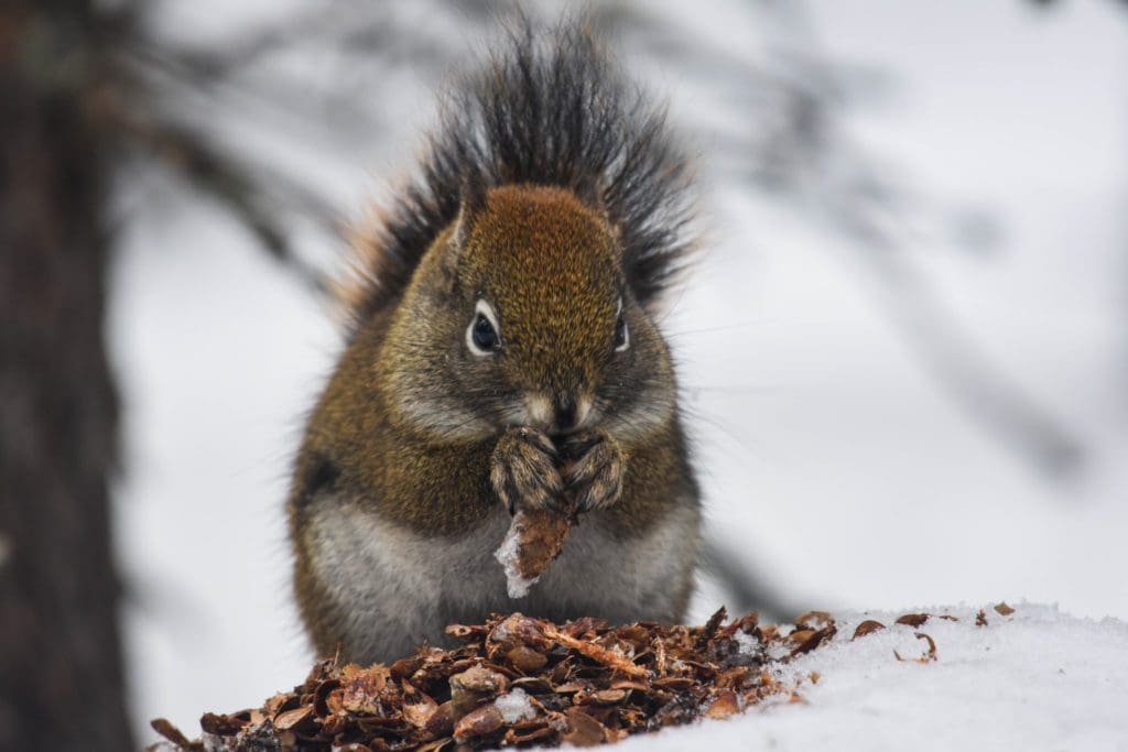 Winter in the Parks 10 A red squirrel chewing through spruce cones in the snow.