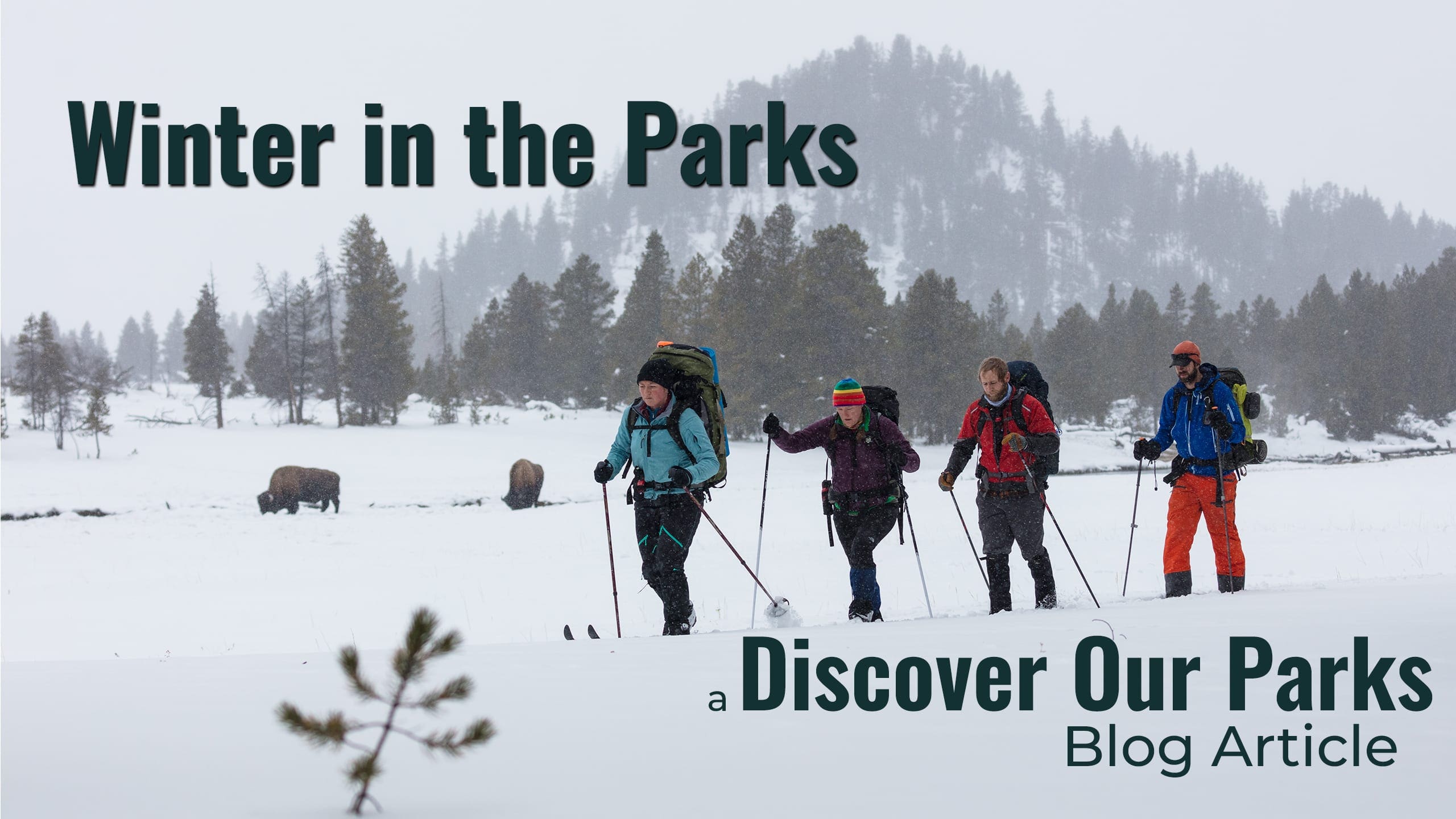 Four cross-country skiers with backpacks on ski in line across snow covered flats with two bison in the background