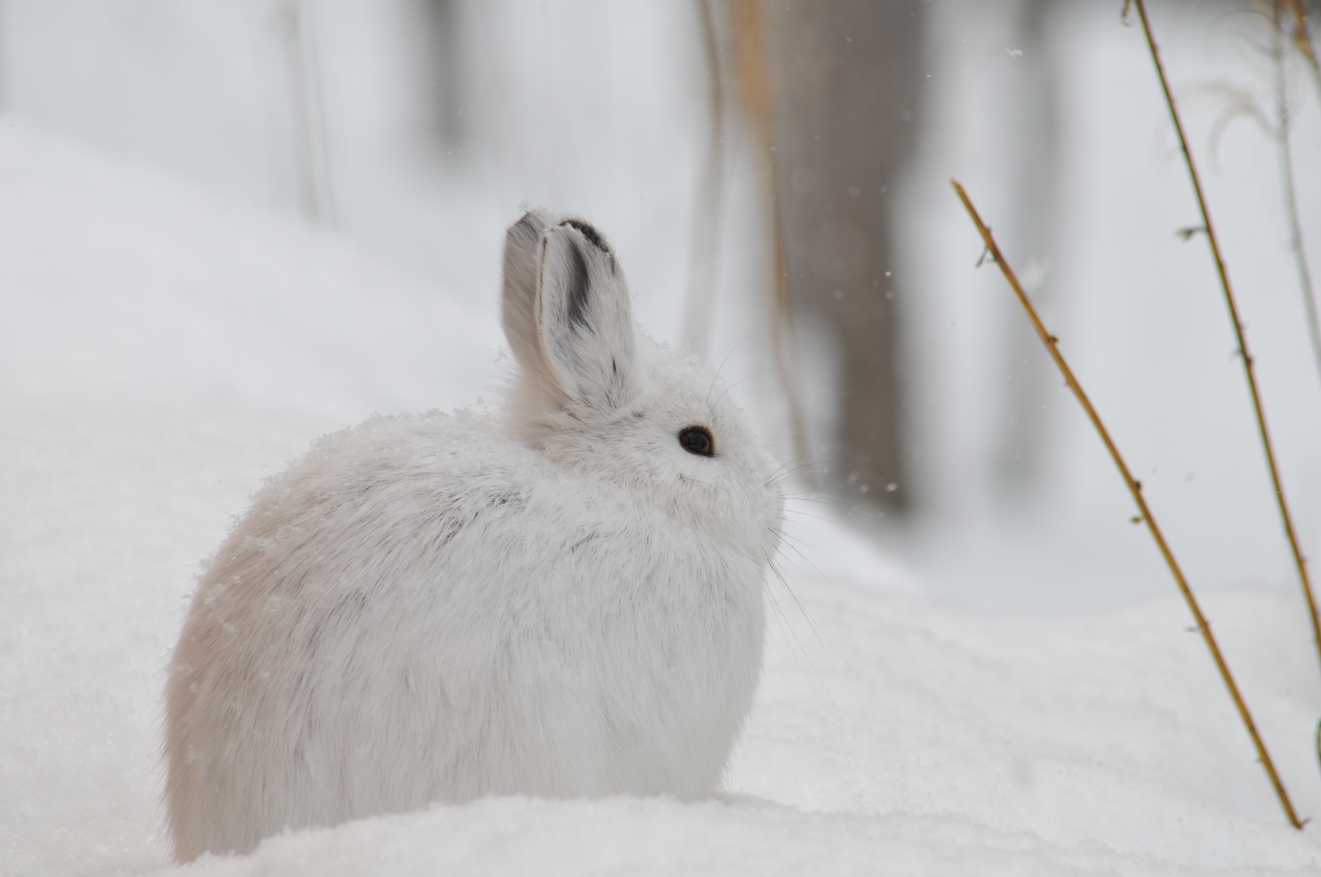 Winter in the Parks 15 a white hare sitting in the snow