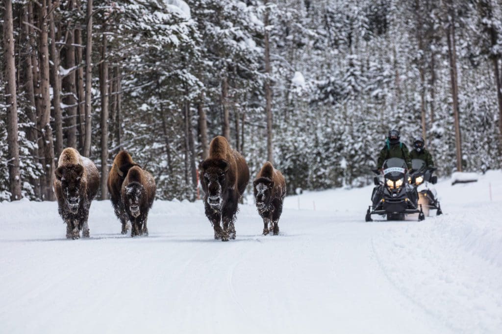 Winter in the Parks 24 Five bison walking towards the camera with two snowmobiles behind them.