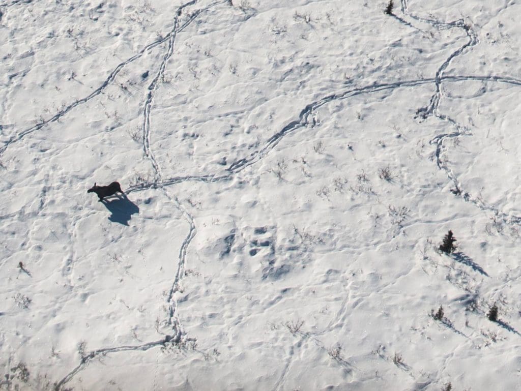 Winter in the Parks 16 Moose making tracks in the snow, Gates of the Arctic National Park and Preserve, 2015.