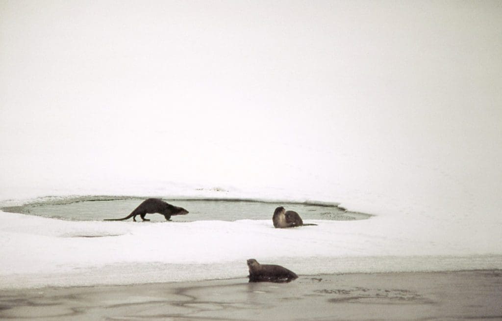 Winter in the Parks 14 Three otter rest by a hole in the ice