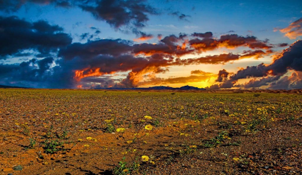 March 2021 - Park of the Month 10 The sun sets over fields of yellow flowers in Death Valley National Park.