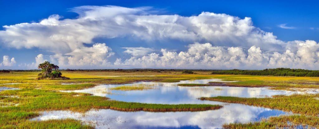 March 2022 - Park of the Month 11 Panoramic from Tamiami Trail looking South