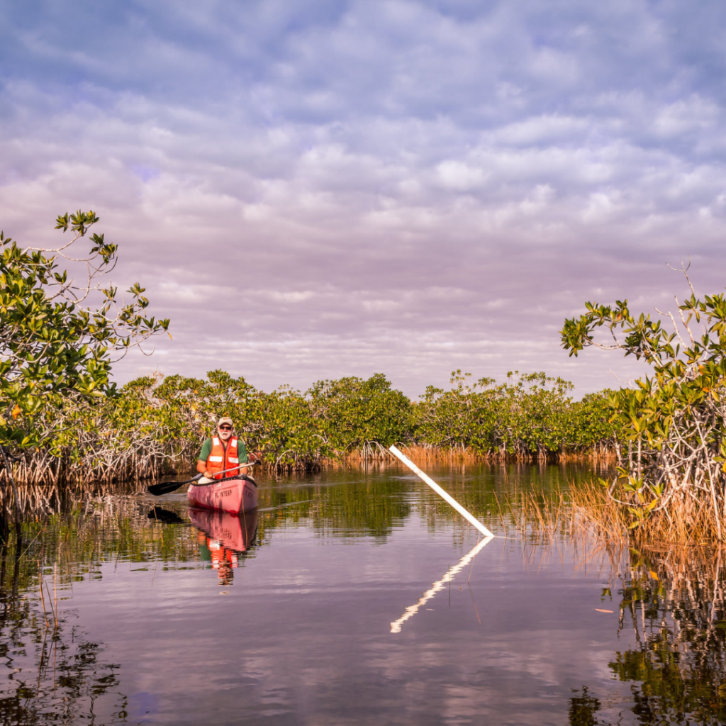 Man in canoe on Nine Mile Pond in Everglades National Park