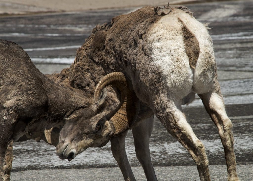 The Hardy Bighorn Sheep : Wildlife of the Week - 2022 Week 10 8 Bighorn Sheep - Headbutt in Glacier National Park