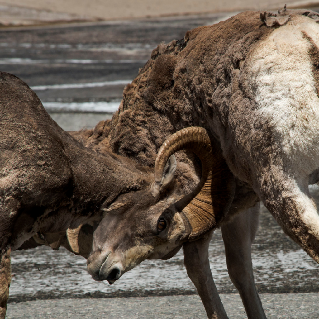 Bighorn Sheep - Headbutt in Glacier National Park