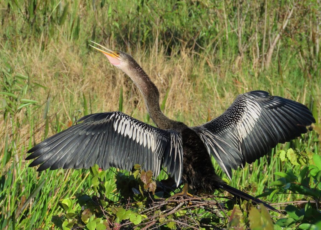 The Iconic Anhinga: Wildlife of the Week - 2022 Week 11 7 Anhinga in Arthur R. Marshall Loxahatchee National Wildlife Refuge