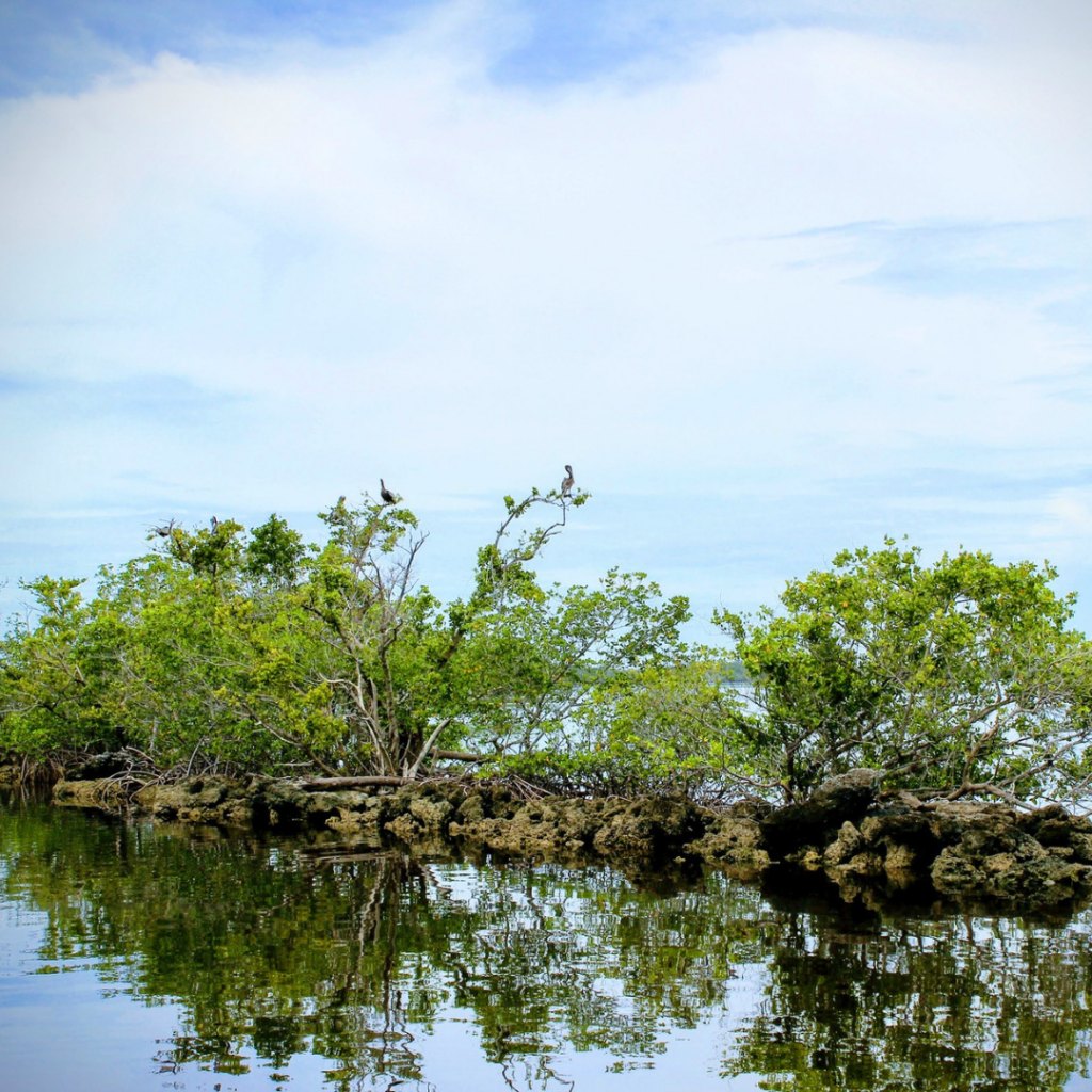Brown Pelicans on Mangrove Island Gulf Coast in Everglades National Park- Instagram