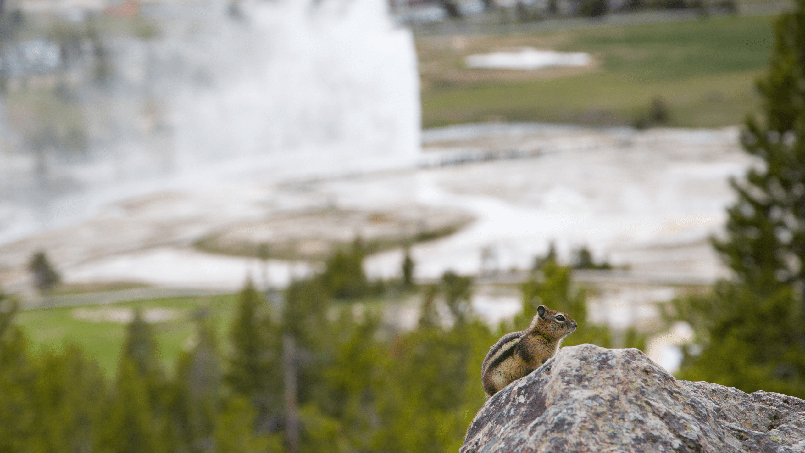 A Least chipmunk on a rock with Beehive Geyser in the background at Yellowstone National Park