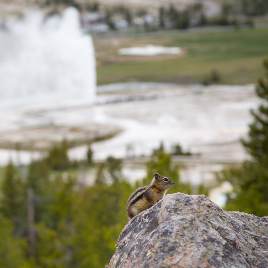 A Least chipmunk on a rock with Beehive Geyser in the background at Yellowstone National Park