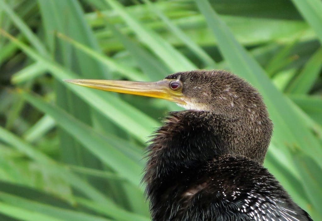 The Iconic Anhinga: Wildlife of the Week - 2022 Week 11 6 Anhinga at Green Cay Nature Center & Wetlands