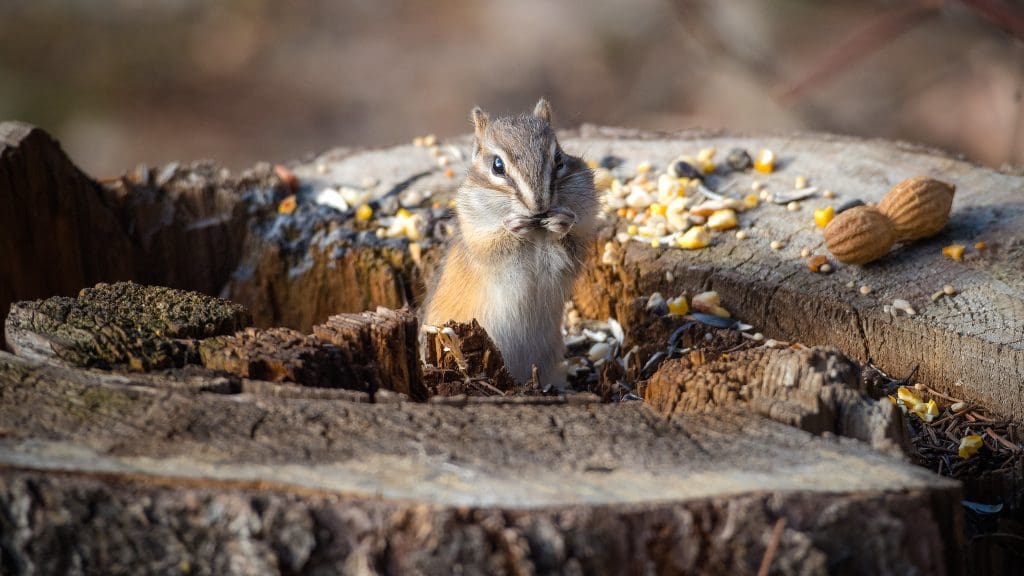 The Amazing Least Chipmunk: Wildlife of the Week - 2022 Week 9 11 Least Chipmunk enjoying nuts and seeds in Whitemud Ravine Nature Reserve in Edmonton, Alberta, Canada
