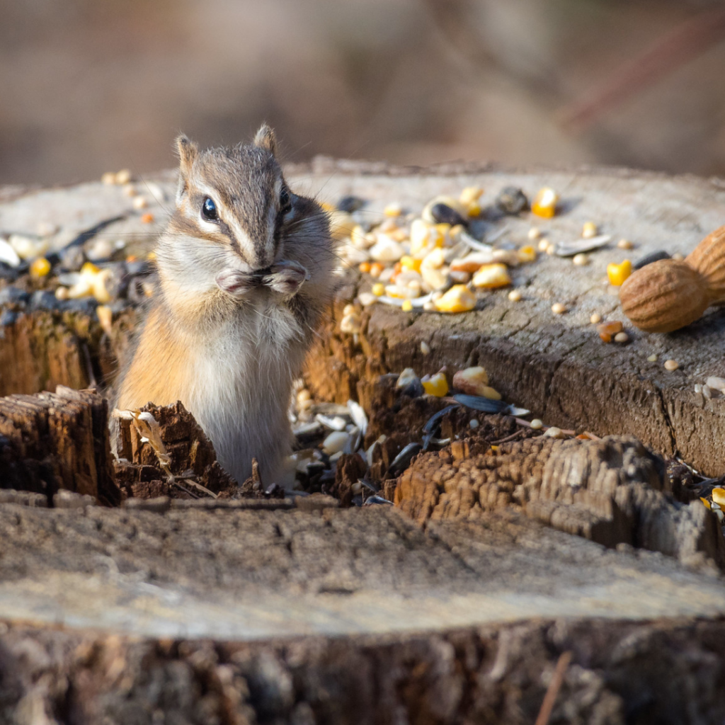 Least Chipmunk enjoying nuts and seeds in Whitemud Ravine Nature Reserve in Edmonton, Alberta, Canada