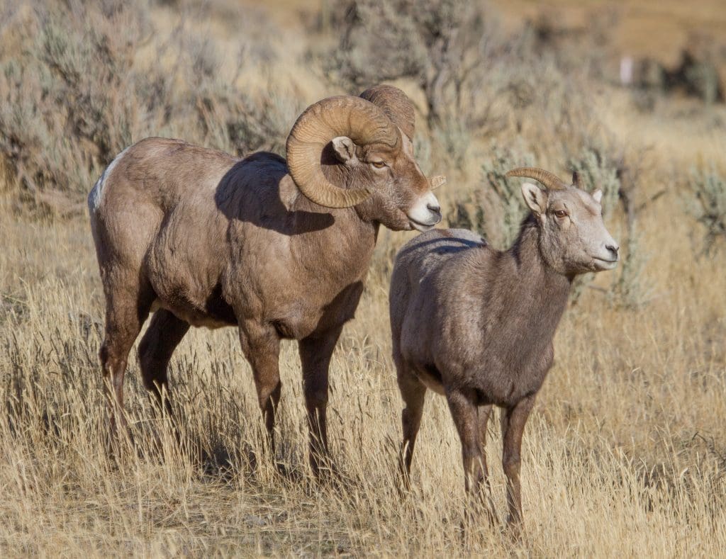 The Hardy Bighorn Sheep : Wildlife of the Week - 2022 Week 10 7 Ram and ewe bighorn sheep in Yellowstone National Park