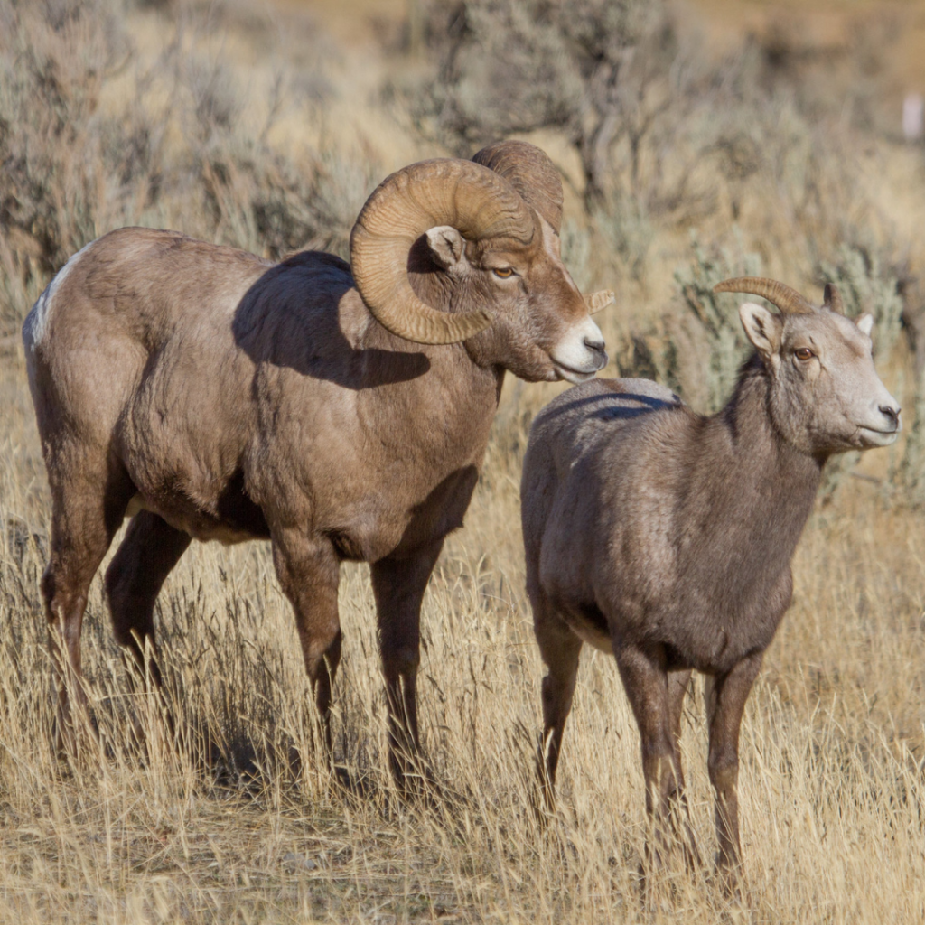 Ram and ewe bighorn sheep in Yellowstone National Park