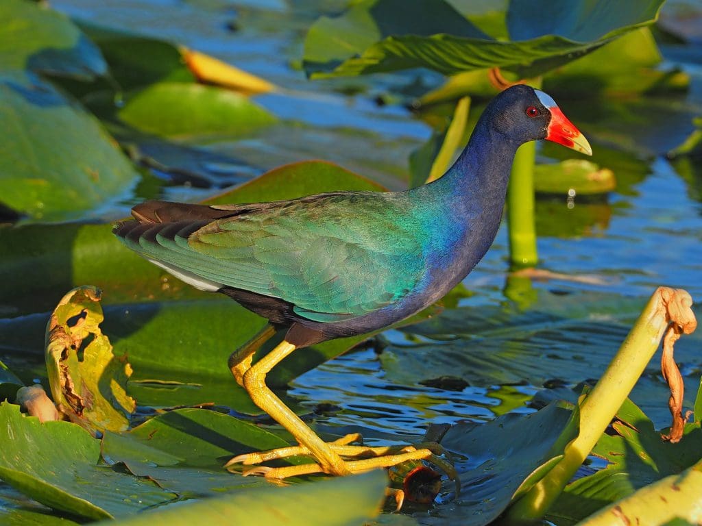March 2022 - Park of the Month 8 Purple Gallinule - Porphyrio martinica, Everglades National Park, Homestead, Florida