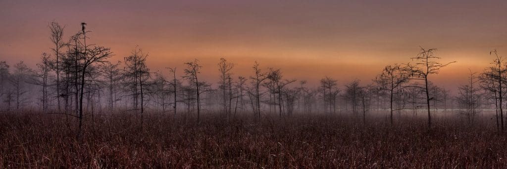 March 2022 - Park of the Month 26 Dew in the Morning in Everglades National Park
