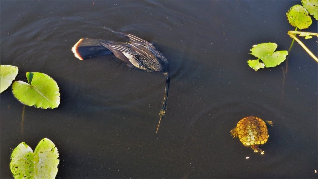 The Iconic Anhinga: Wildlife of the Week - 2022 Week 11 8 Anhinga and Friend