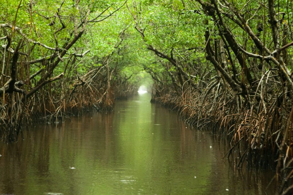 March 2022 - Park of the Month 17 Turner River on a rainy afternoon in Everglades National Park