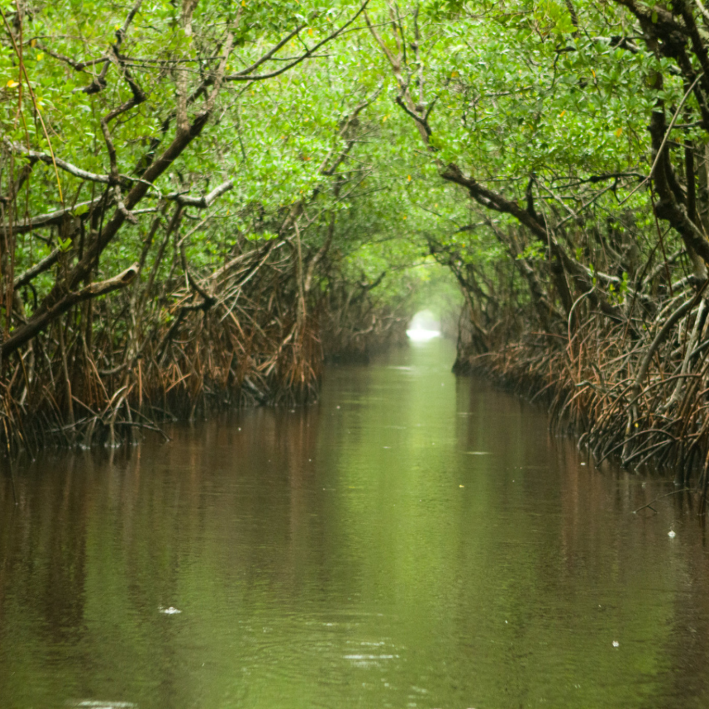 Turner River on a rainy afternoon in Everglades National Park