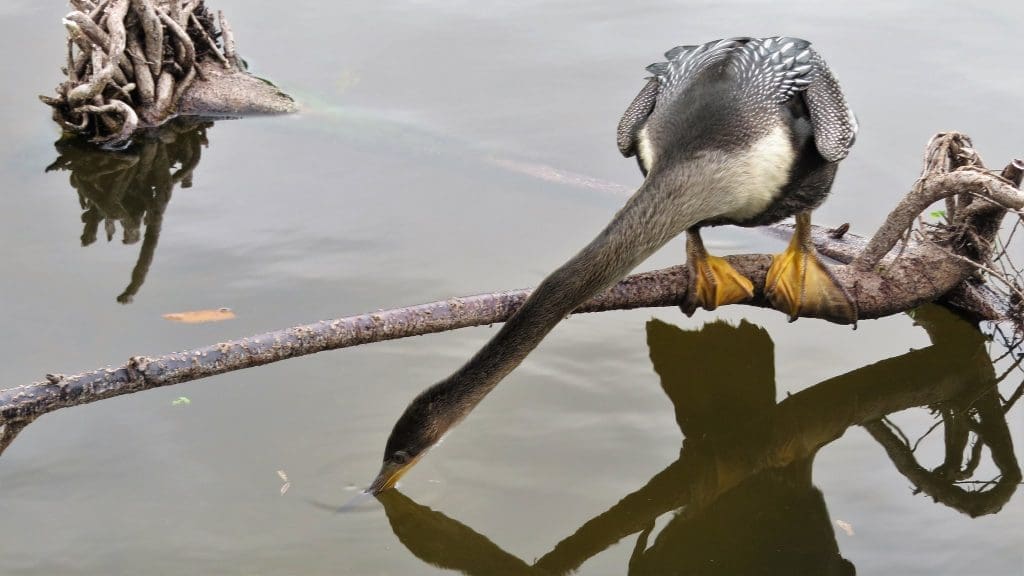 The Iconic Anhinga: Wildlife of the Week - 2022 Week 11 9 Anhinga in Wakodatahatchee Wetlands