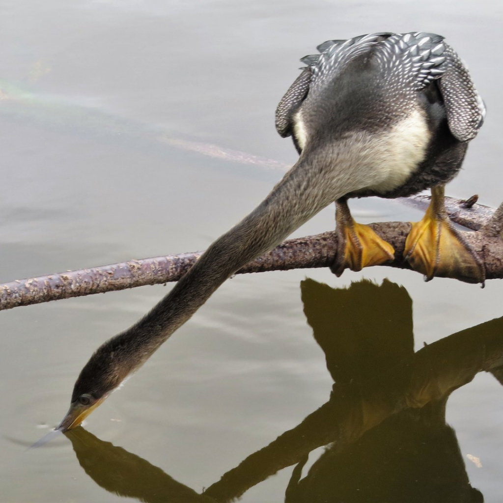 Anhinga in Wakodatahatchee Wetlands