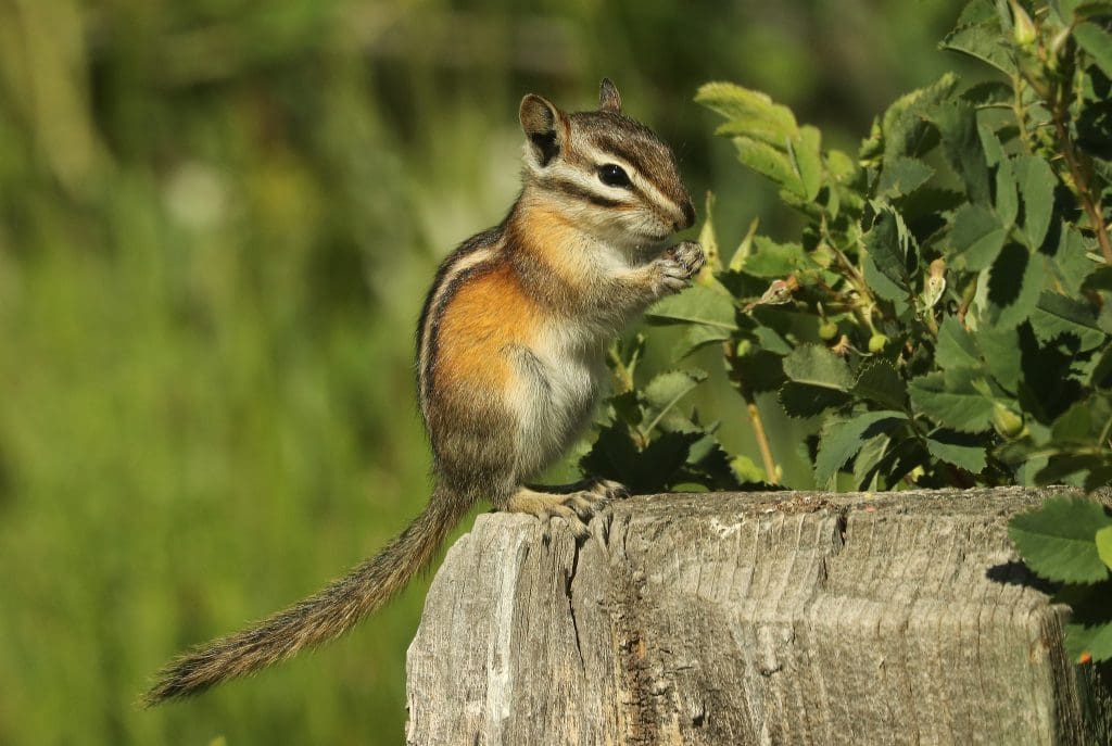 The Amazing Least Chipmunk: Wildlife of the Week - 2022 Week 9 6 Least Chipmunk at Six Mile Campground in Medicine Bow National Forest