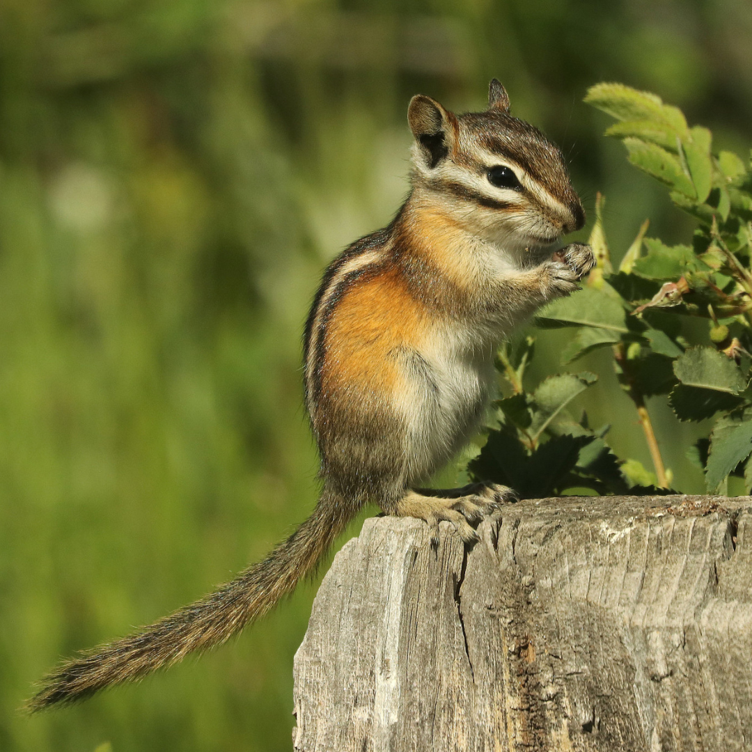 Least Chipmunk at Six Mile Campground in Medicine Bow National Forest