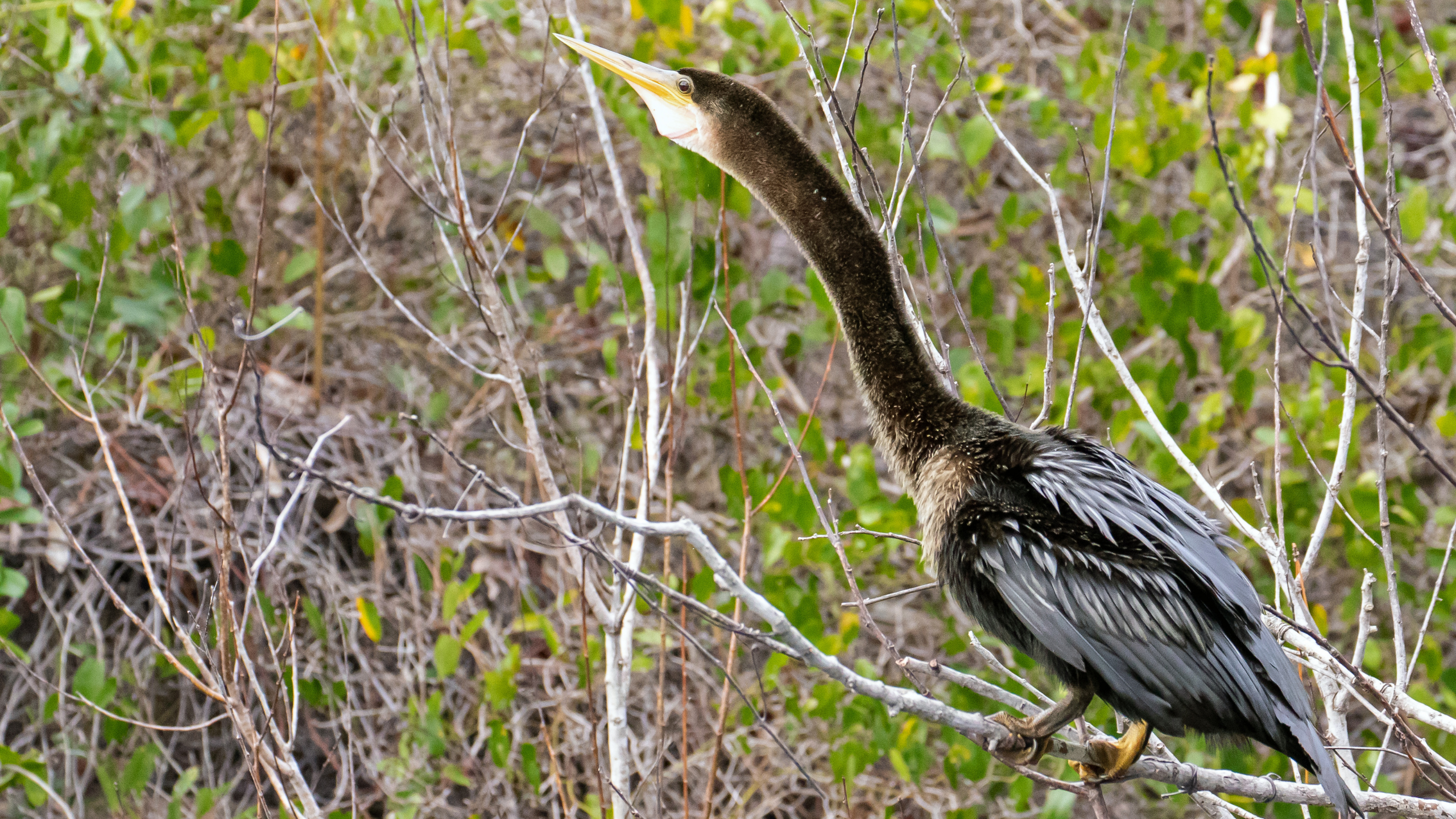 Anhinga in the Trees