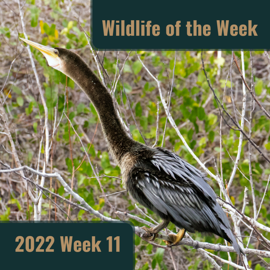 Anhinga in the Trees