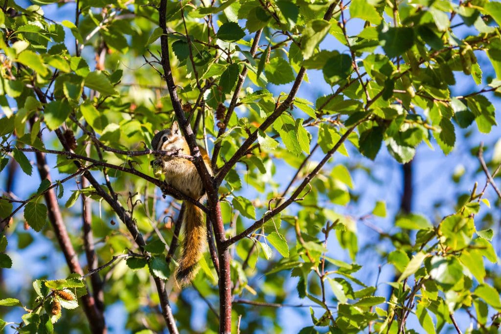 The Amazing Least Chipmunk: Wildlife of the Week - 2022 Week 9 8 Least chipmunk in Estes Park, CO