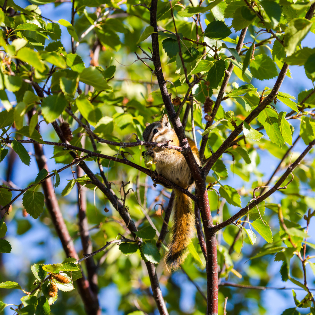 Least chipmunk in Estes Park, CO