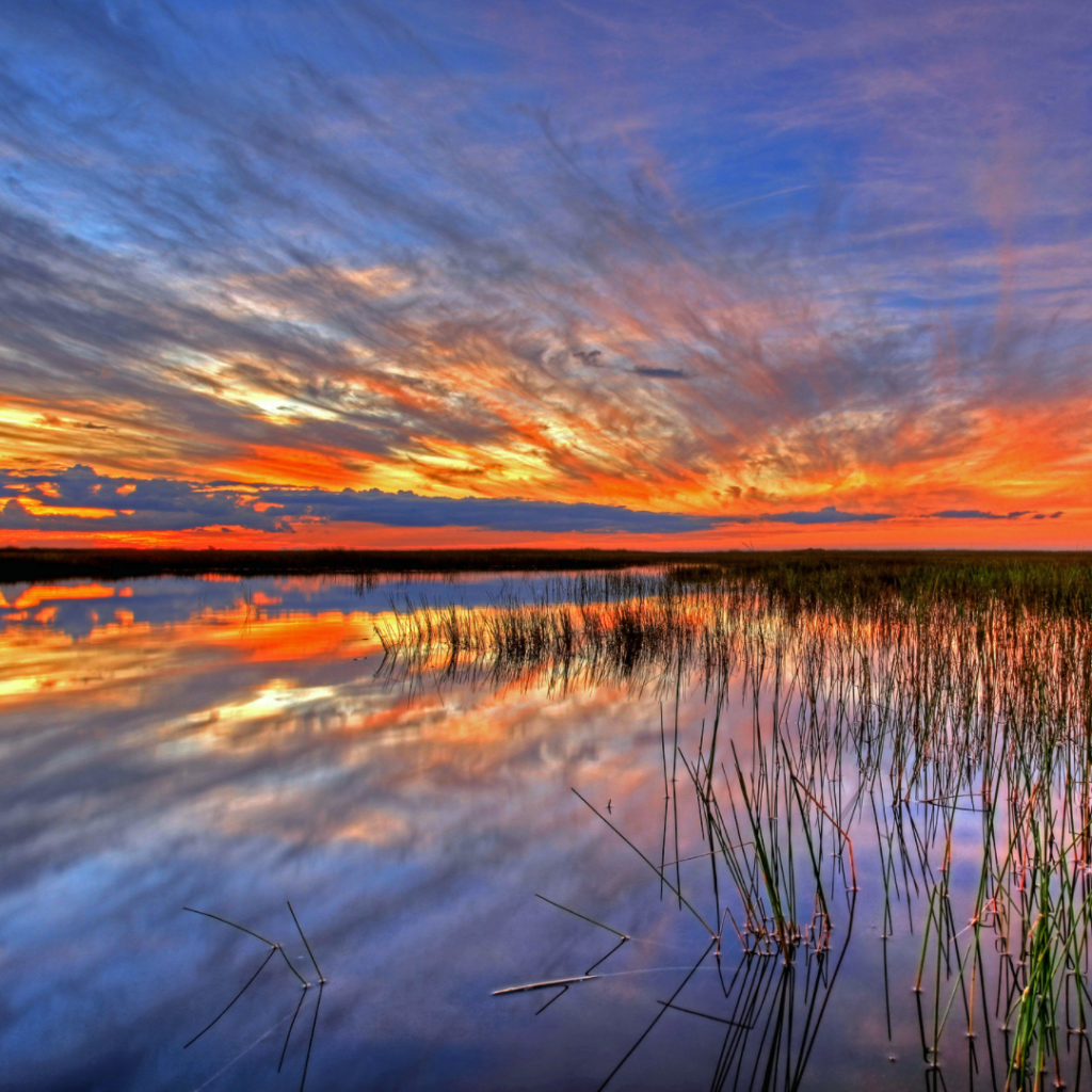 Stained glass landscape in Everglades National Park