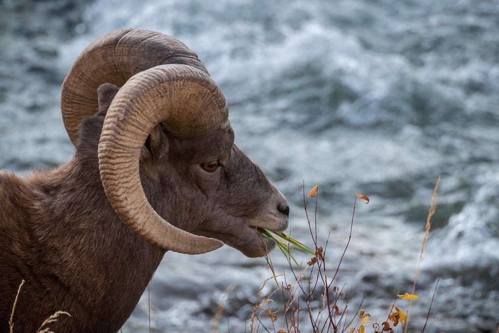 The Hardy Bighorn Sheep : Wildlife of the Week - 2022 Week 10 10 Bighorn Closeup in Profile in Yellowstone National Park