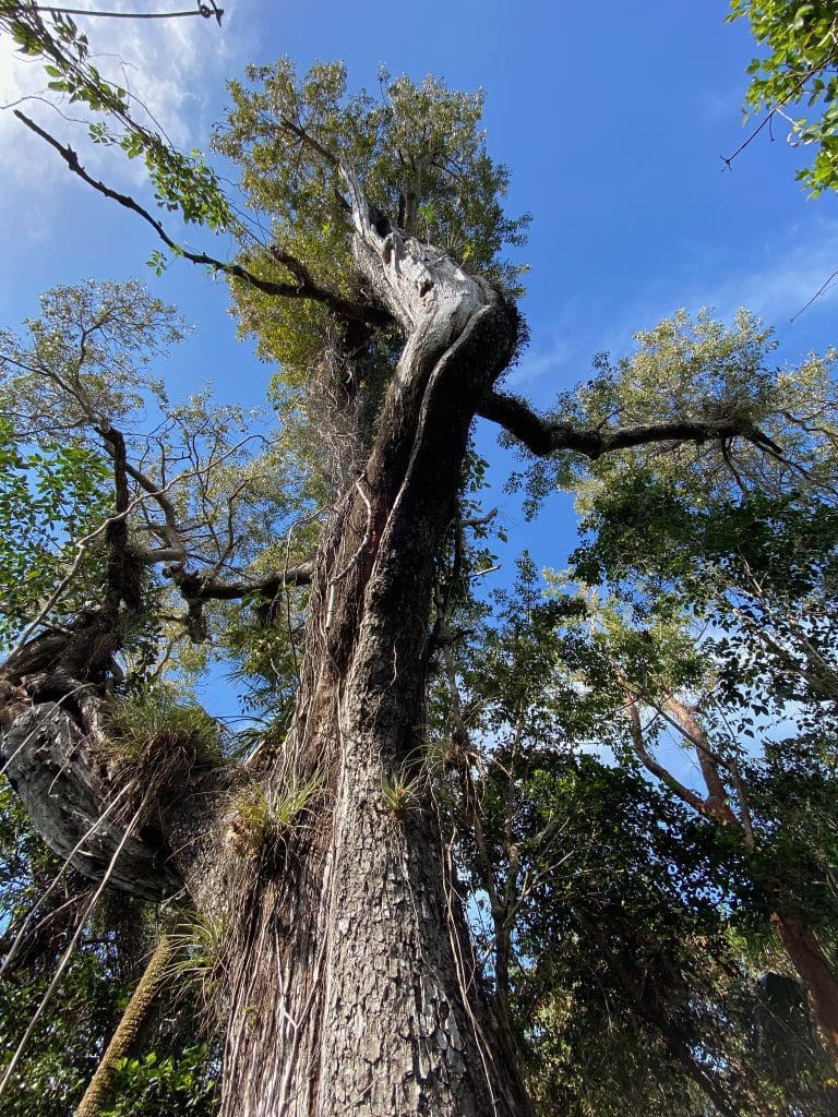 March 2022 - Park of the Month 20 Giant Mahogany Tree on the Mahogany Hammock Trail in Everglades National Park