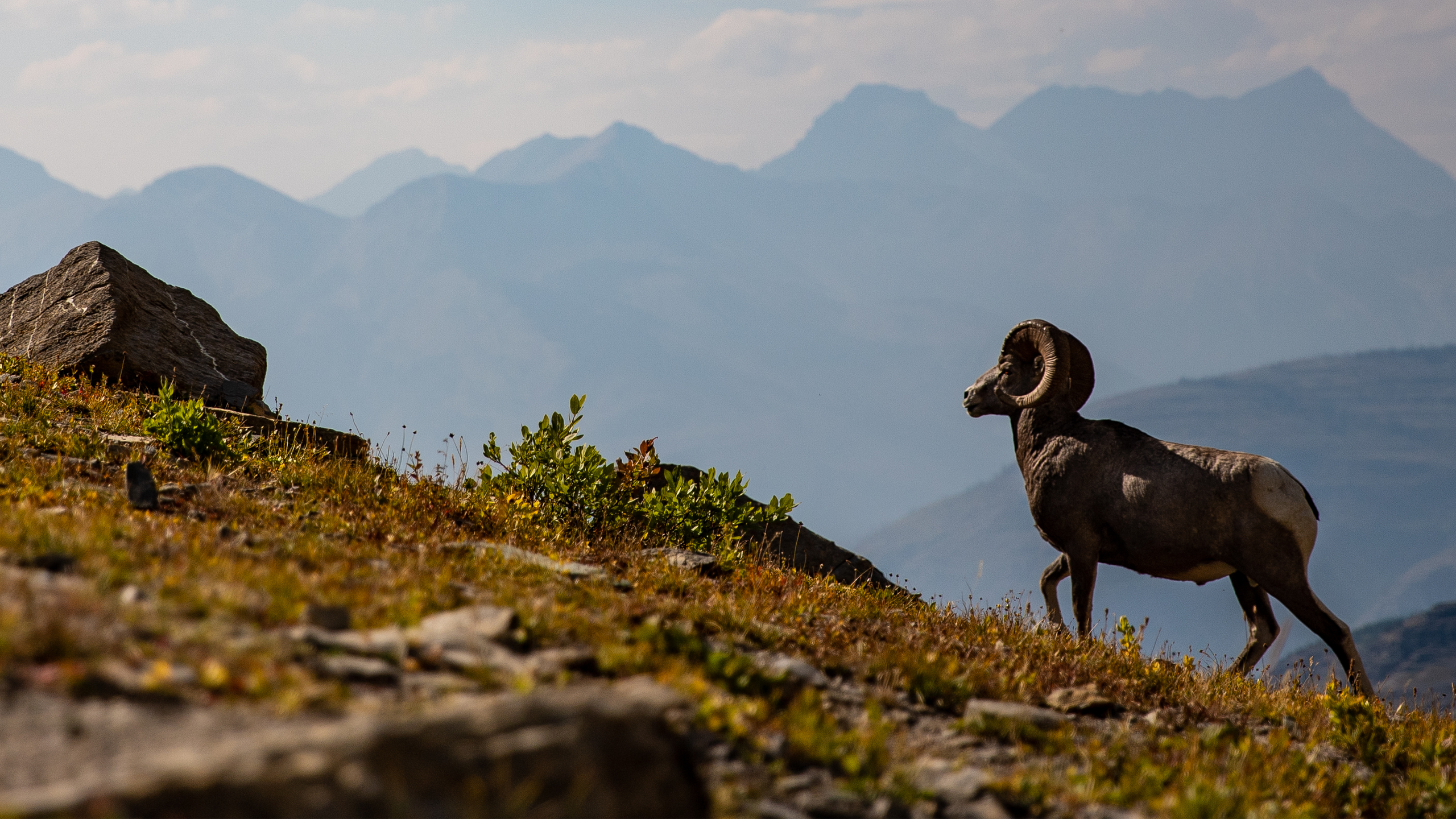 A Bighorn Sheep Ram Walks Uphill with Mountains in the Background in Glacier National Park
