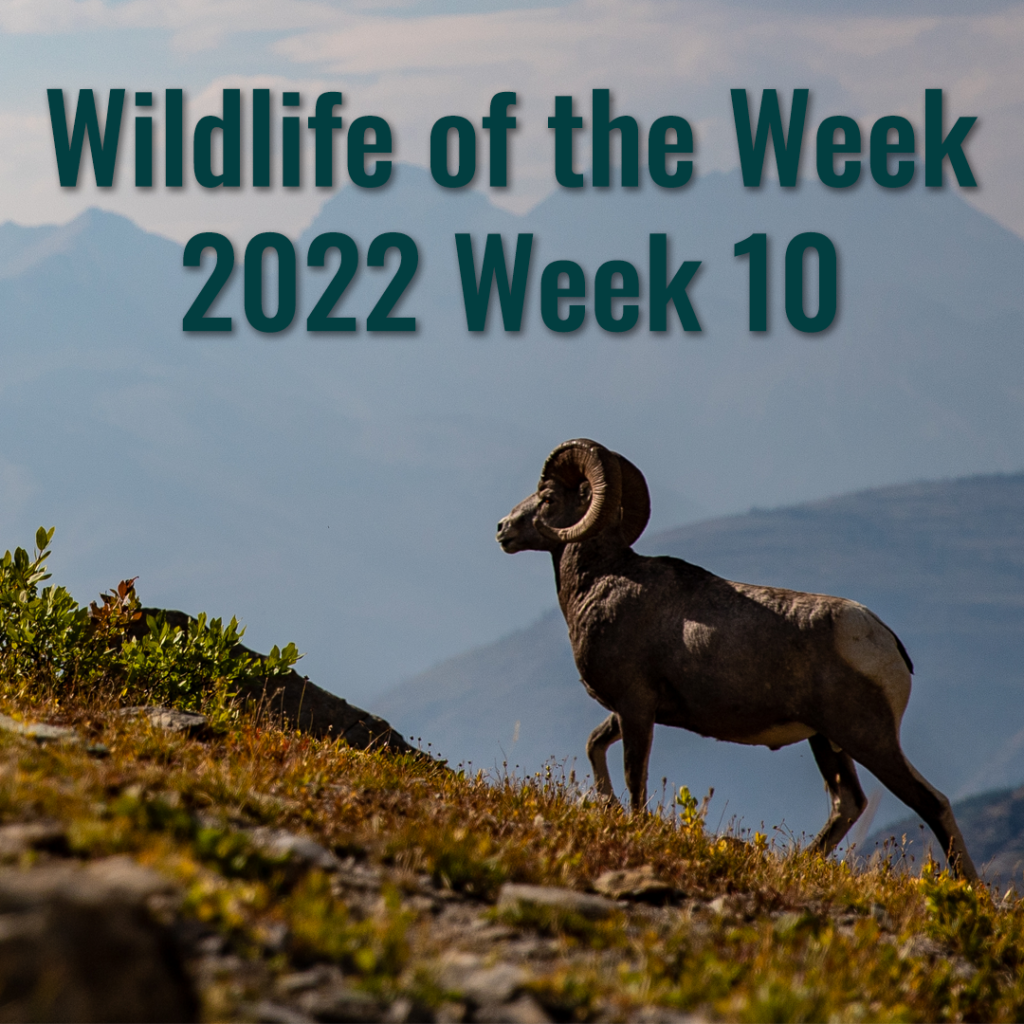 A Bighorn Sheep Ram Walks Uphill with Mountains in the Background in Glacier National Park