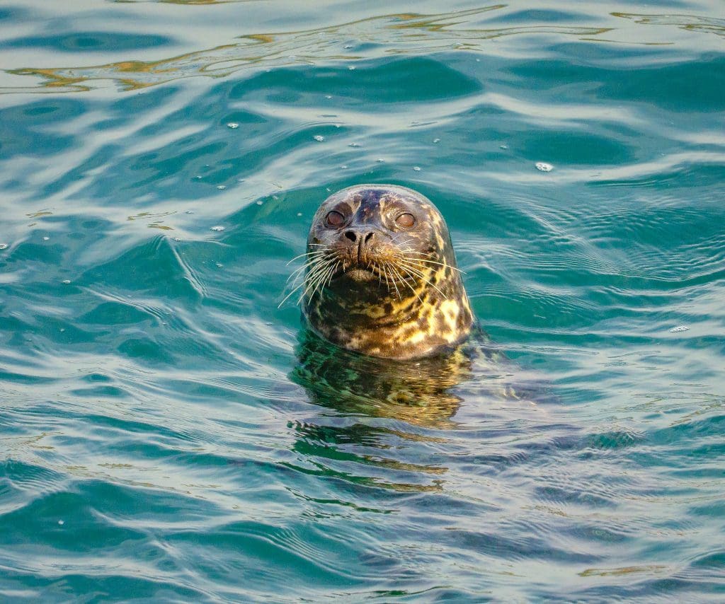 The Beautiful Harbor Seal: Wildlife of the Week - 2022 Week 12 9 Harbor Seal at Piedras Blancas Light Station