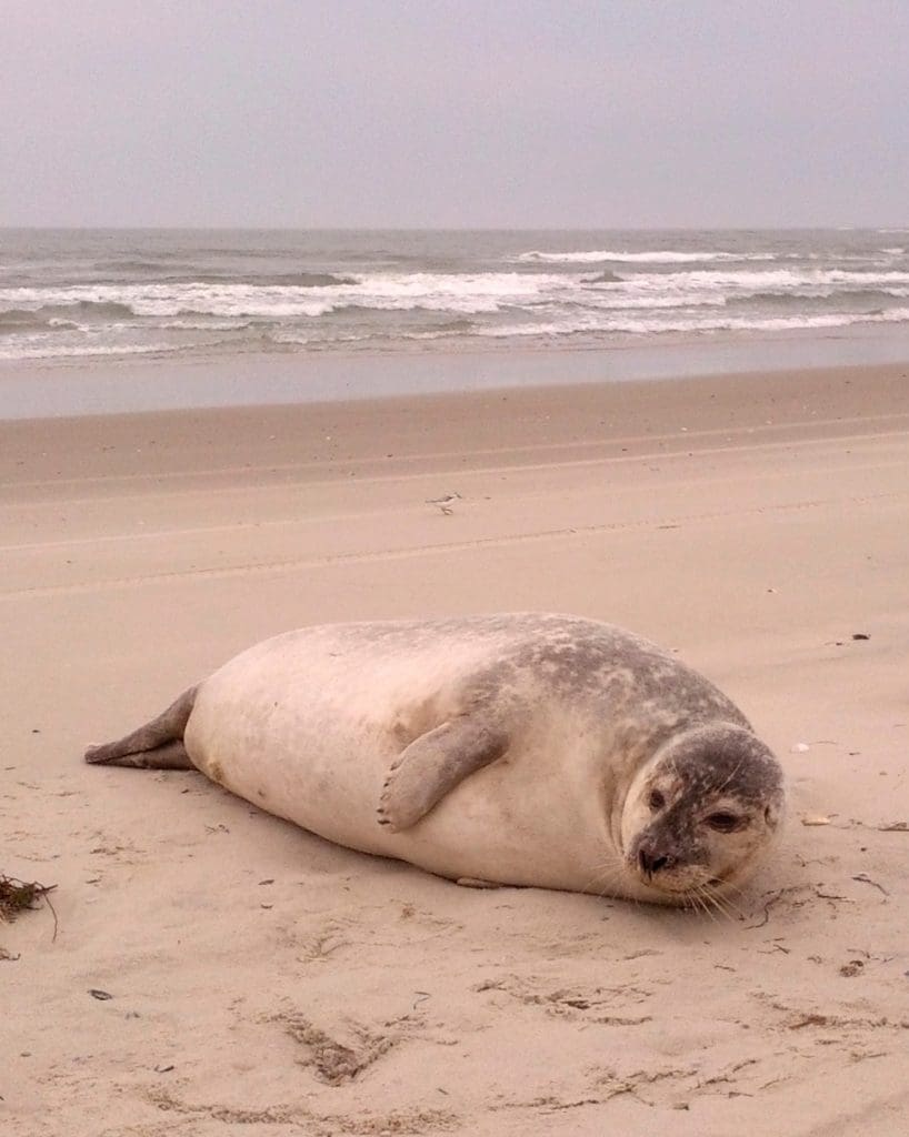 The Beautiful Harbor Seal: Wildlife of the Week - 2022 Week 12 10 Harbor Seal at Cape Hatteras National Seashore