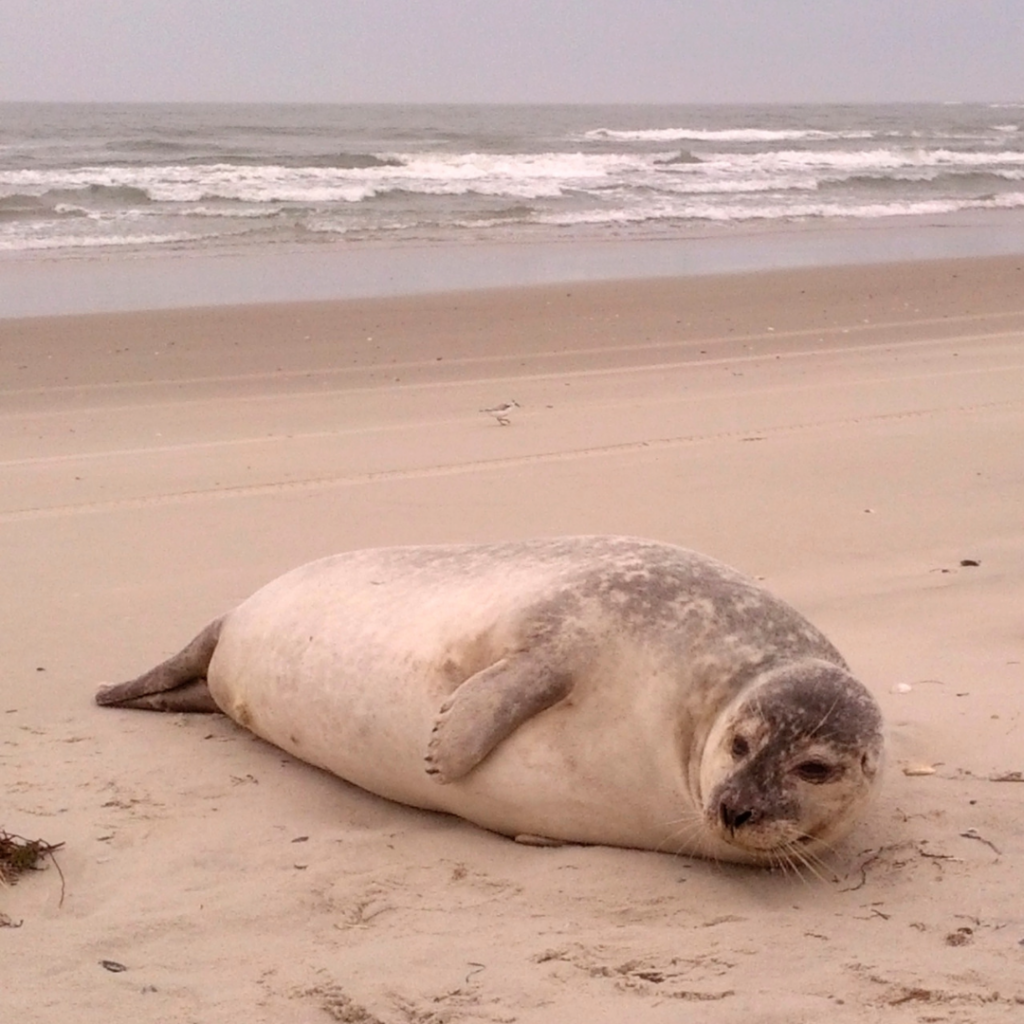 Harbor Seal at Cape Hatteras National Seashore