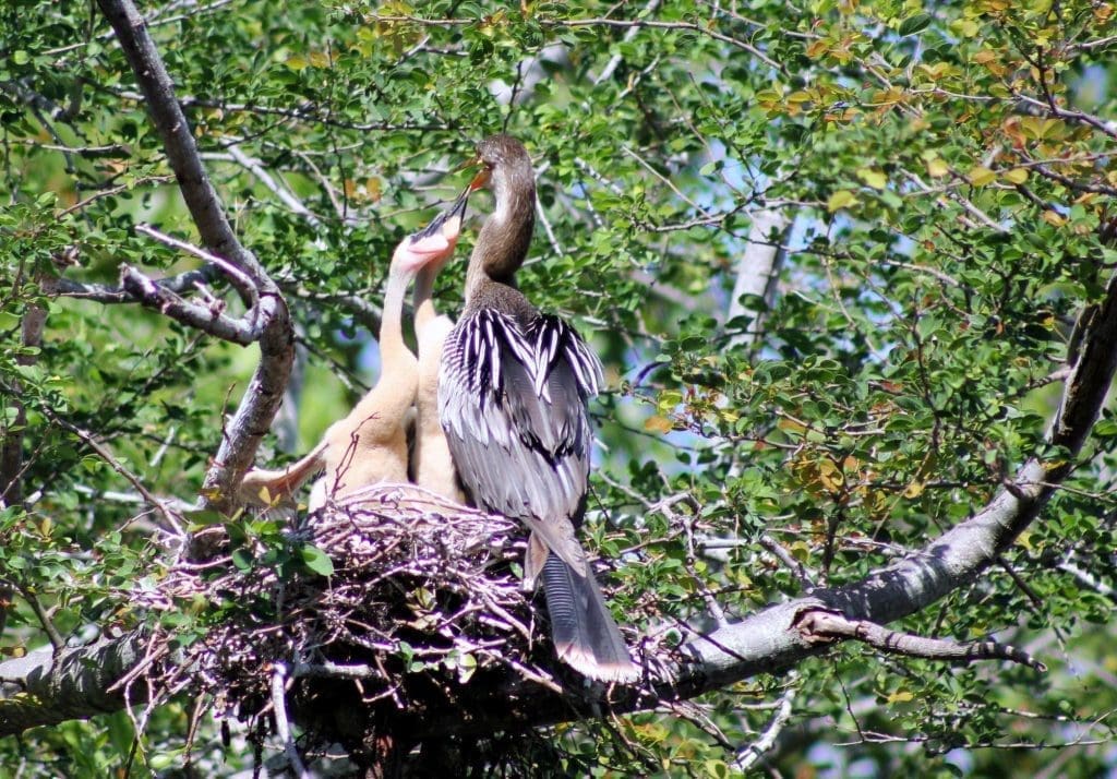 The Iconic Anhinga: Wildlife of the Week - 2022 Week 11 10 Anhinga nest in Everglades National Park