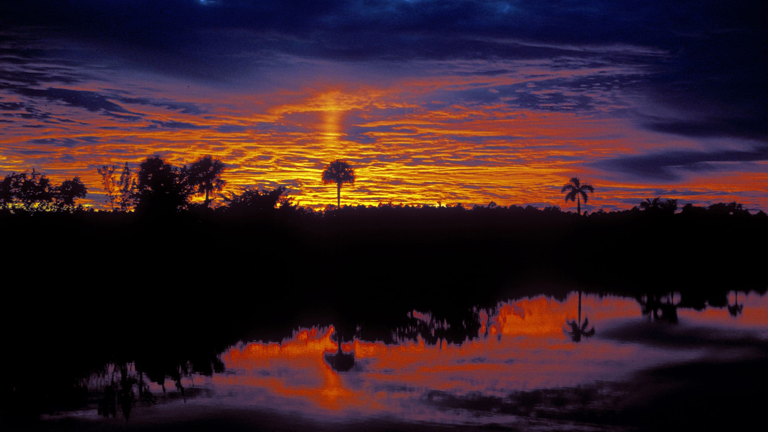 Sunrise in Palms in Everglades National Park