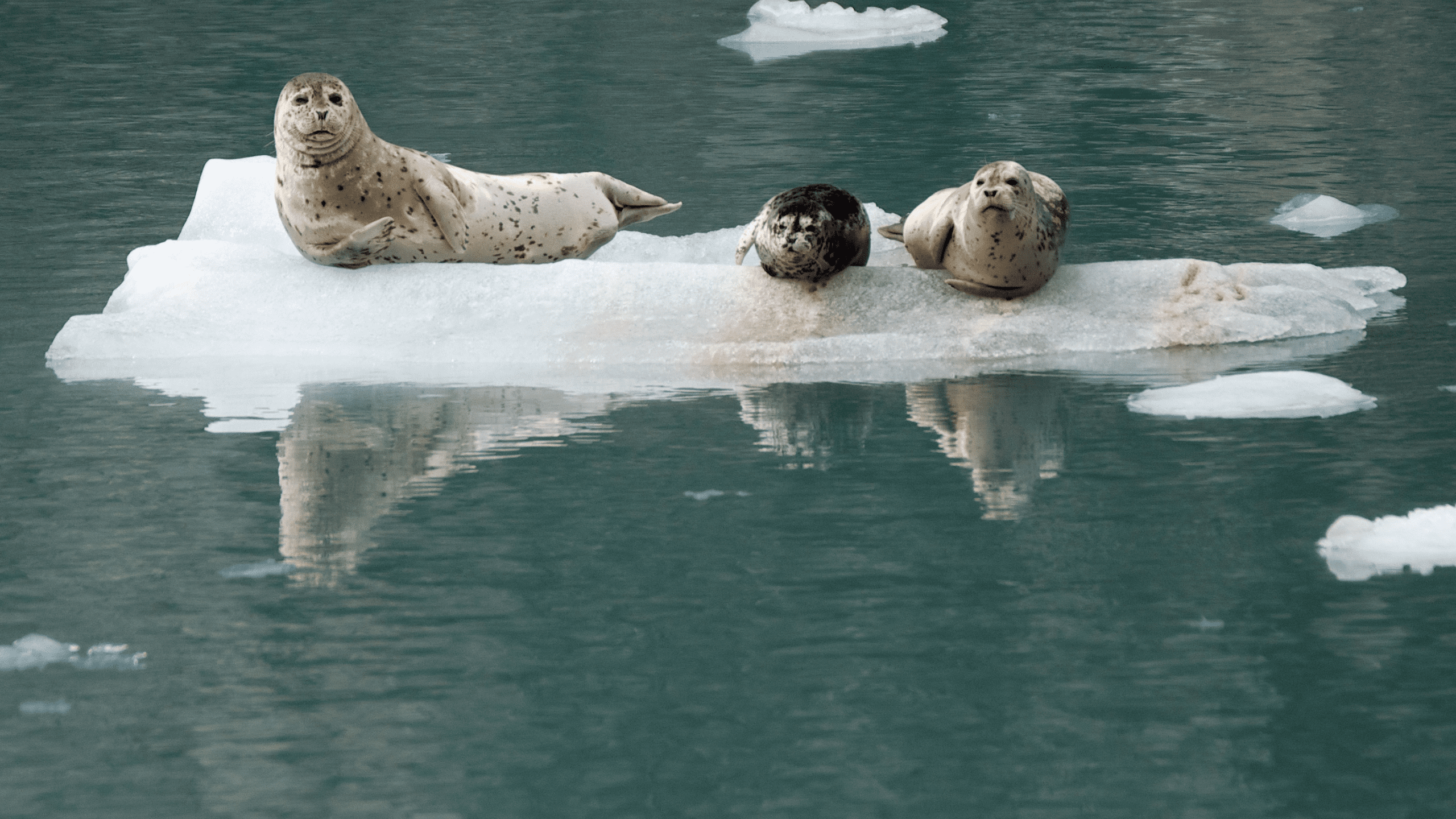 Harbor Seals in Kenai Fjords National Park