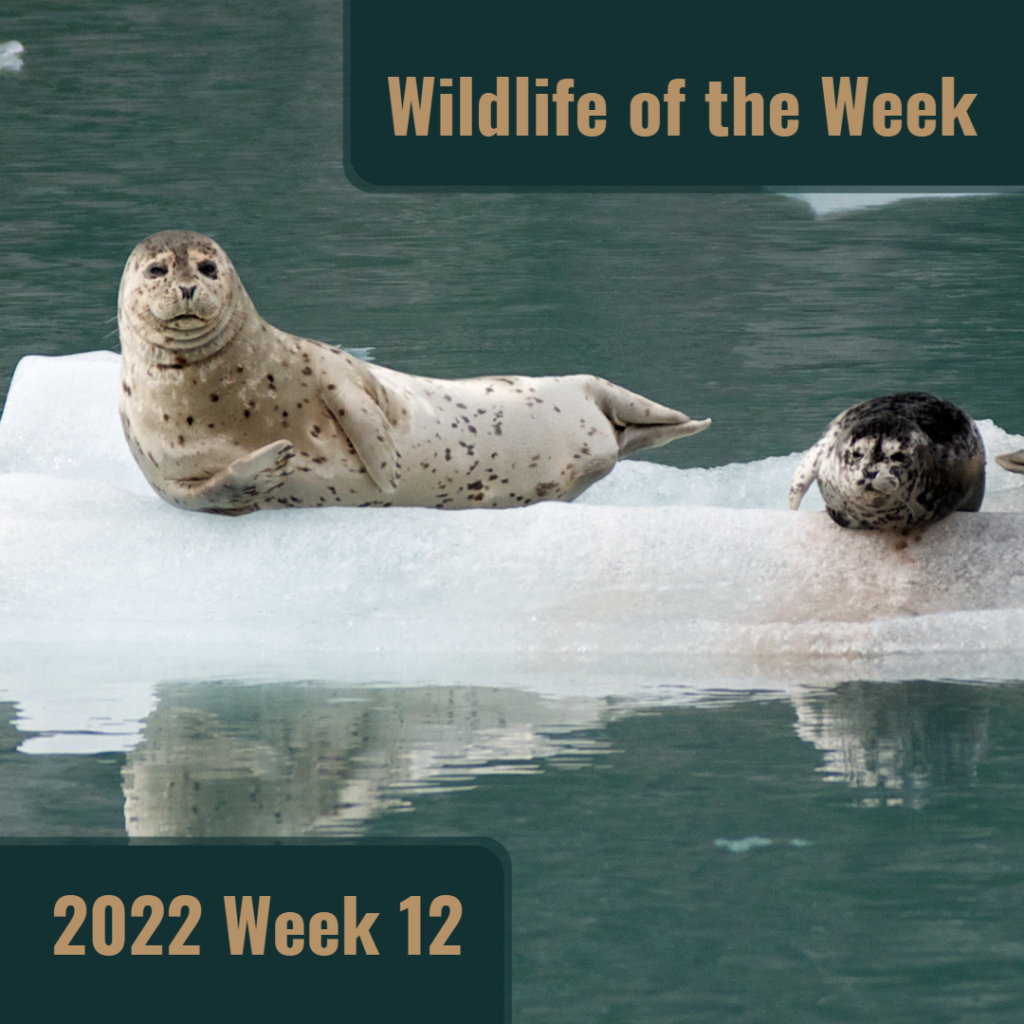 Harbor Seals in Kenai Fjords National Park